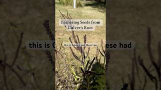 Gathering Seeds from Culver’s Root a missouri native wildflowers seeds flowers perennial [upl. by Madi902]