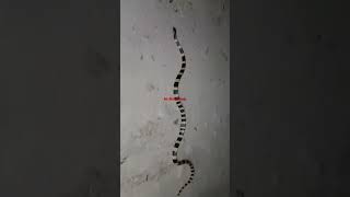 Incredible Banded Krait Snakes Caught In Village [upl. by Raynell]