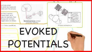 EVOKED POTENTIALS PHYSICS SERIES [upl. by Illak]