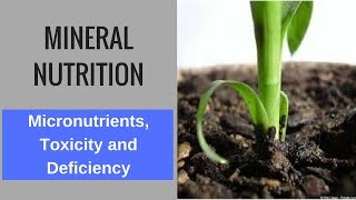 Mineral Nutrition Micronutrients Toxicity and Deficiency [upl. by Guise]