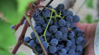 Visit Greece  Grape Harvesting in Nemea [upl. by Uhp]