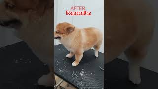 Pomeranian dog for grooming youtubeshorts pets groominglife veterinarylife [upl. by Thibaud]