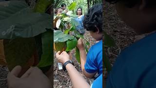 📌Tree Walk UP Diliman  EDC BINHI Threatened Species Arboretum ♥️Apitong [upl. by Ssepmet815]