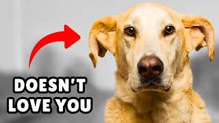 10 Signs Your Dog Doesn’t Love You Even if You Think They Do [upl. by Theadora]