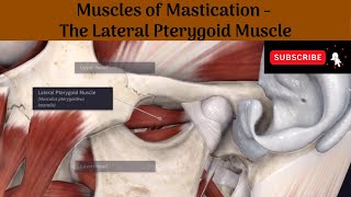 Lateral Pterygoid muscle  Origin  Insertion  Nerve Supply  Actions  Relations [upl. by Enrev]