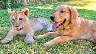 LION CUB AND DOG BECOME BEST FRIENDS  SO CUTE [upl. by Adriaens]