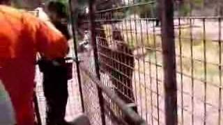 Lion Feeding at Orana Wildlife Park [upl. by Irneh]