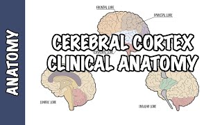 Clinical Anatomy  Cerebral Cortex lobes injury and clinical signs [upl. by Anikas]