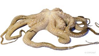 Octopus Decomposition Timelapse [upl. by Gifford]