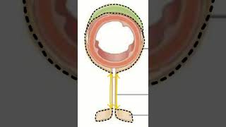 🤔¿PERITONEOMESENTERIOEPIPLÓN 🤔 doctor sabiasque medicina peritoneo [upl. by Lletnuahs355]