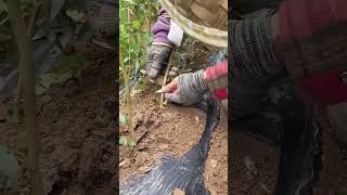 Apricot tree grafting process Good tools and machinery can increase work efficiency [upl. by Yaj]