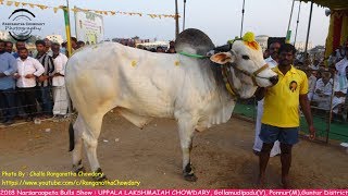 YOUNG amp ENERGETIC 6 Teeth Ongole Breed Bull Entering the Court like a CHEETAH [upl. by Carolee832]