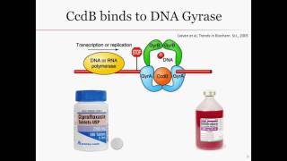 CcdACcdB ToxinAntitoxin System [upl. by Arrais944]