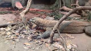 Komodo Dragon at The Alligator Farm in St Augustine Florida [upl. by Noterb]