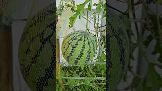 Episode 11  How to grow vegetables easily​​ ​ Growing watermelons in plastic baskets​ [upl. by Staal184]