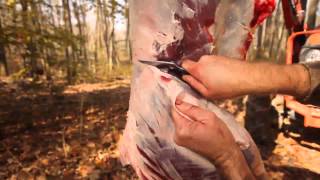 Timber To Table How To Quarter a Deer [upl. by Hoyt]