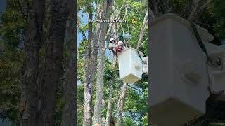 Precision in Action 🌳 Our expert bucket operator clears the way step by step [upl. by Glory795]