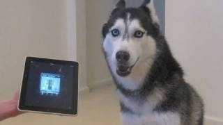 Husky Dog Sings with iPAD  Better than Bieber now on iTunes [upl. by Zelikow]