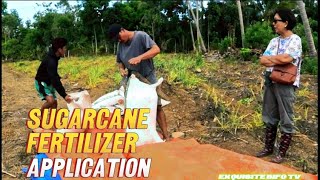 SUGARCANE FARMING  FERTILIZER APPLICATION [upl. by Ecinnahs]