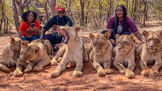 Walking with Lions cuddling Cheetahs amp meeting the Chief at Mukuni Big 5 Safari Livingstone Zambia [upl. by Hackney]