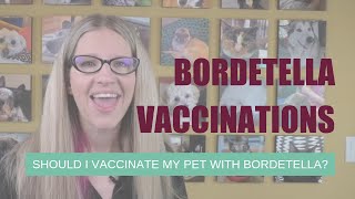 Should I Vaccinate My Dog with the Bordetella Vaccine  Ask Dr Angie [upl. by Laveen828]