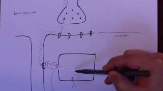 LPA 4B  Excitation Contraction Coupling [upl. by Aruabea]