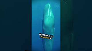 Why Do Sperm Whales Sleep Vertically EXPLAINED [upl. by Hairahs568]