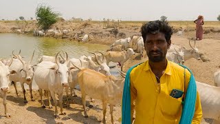 Herdsman rearing cows to safeguard his family heritage [upl. by Remliw641]