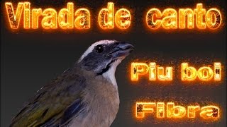 Trinca ferro Piu boi Virada de canto rápida para filhotes de fibra e velocidade [upl. by Eirhtug]