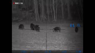 Lov černé zvěře divočáci  hunting wild boar Digitální zaměřovač Pulsar Digex N455 [upl. by Emmi]