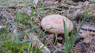 Primer Boletus Edulis Niscalos y Champiñones Septembrie 2024 2 [upl. by Jody]