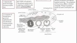 Oogenesis IB Biology [upl. by Henka]