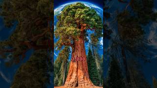 Rising Giants Exploring the Majesty of Coast Redwoods CoastRedwoods [upl. by Tan262]