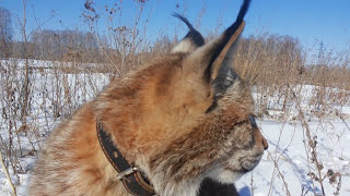 Рысь Яшмакак рысь охотится на полевых мышейLynx Jasperhow the lynx hunts field mice [upl. by Borszcz806]