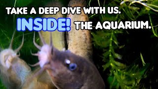 Aquarium Life Go face to face with a full grown weather loach loach corycatfish [upl. by Dnyletak]