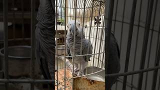 My Grey Parrot greyparrot parrot animal bird shortsviral toptranding [upl. by Madge29]