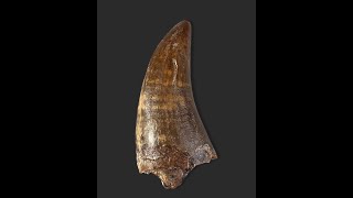 Large T rex Tooth  427 inches [upl. by Ramma]