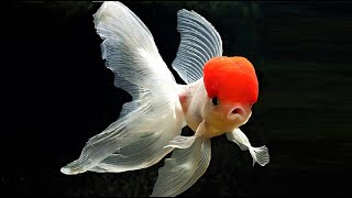 10 Most Beautiful Goldfish Species in the World [upl. by Atsillak]