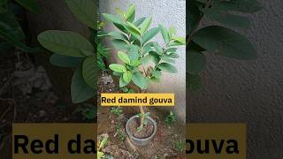 Red damind gouva plant gouva fruit gouvaplant plant shorts shortsvideo [upl. by Devinna]