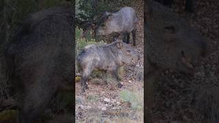 Javelinas enjoy a prickly pear breakfast  Wildlife in Northern Arizona [upl. by Nerag]