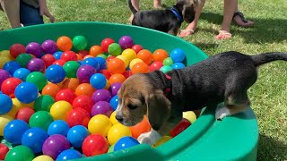 Cute Beagle Puppy Playing in Ball pit with Brothers amp Sisters [upl. by Aeslehc]