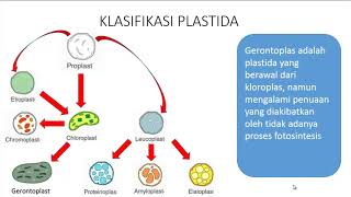 ORGANEL SEL  PLASTIDA KLASIFIKASI STRUKTUR DAN FUNGSI [upl. by Durward217]