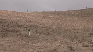 Tasman  Marlborough sheep dog trials Zig Zag Hunt 5 [upl. by Ltsyrk]