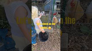 Eggciting Report Wednesday chicken animals comedy life egg food family [upl. by Eimmis]