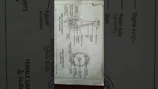 Fertilization in plants and embryosac shorts youtube Fertilization [upl. by Zipporah388]