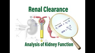 Renal Clearance Analysis of Kidney Function GFR RPF and the Filtered Load [upl. by Samot]