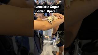 Leucistic Sugar Glider petplanet88 sugarglider leucistic petlover youtubeshorts animalshorts [upl. by Irbmac]