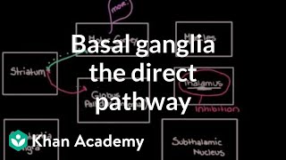 The basal ganglia  The direct pathway  Nervous system diseases  NCLEXRN  Khan Academy [upl. by Anoved]