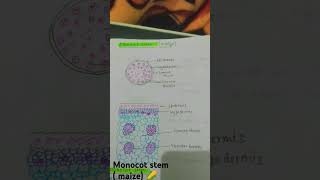 Monocot stem maize  🌽  EDUCATIONAL VIDEO [upl. by Grosz]