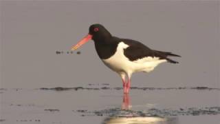 Oystercatcher [upl. by Ettedanreb939]